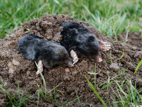 Présence accrue des taupes en septembre cette année