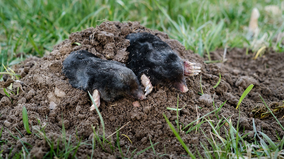 Présence accrue des taupes en septembre cette année