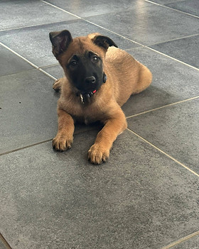 chiot berger malinois