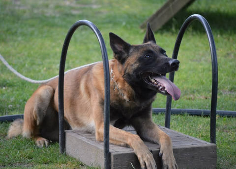 berger malinois