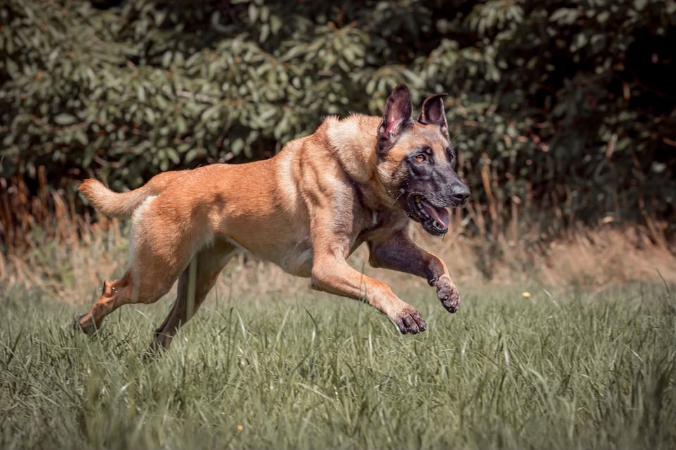 berger malinois qui court