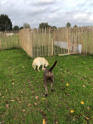 golden retrievers op de speelweide