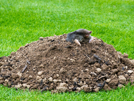 Taupes, campagnols et tondeuses : quand le printemps réveille la nature ! 