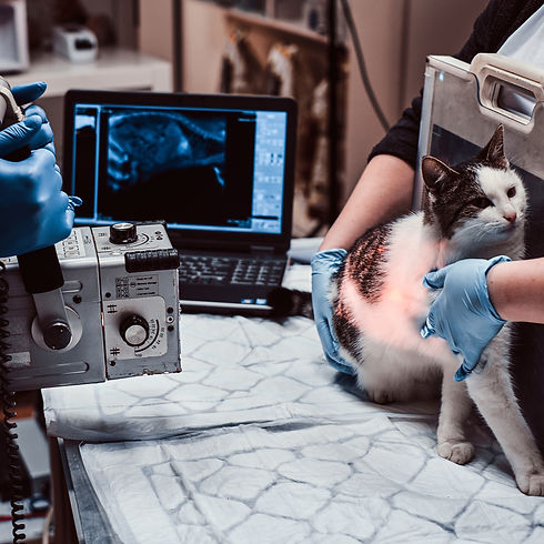 Radiographies chats