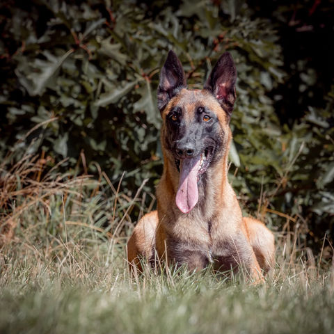 berger malinois