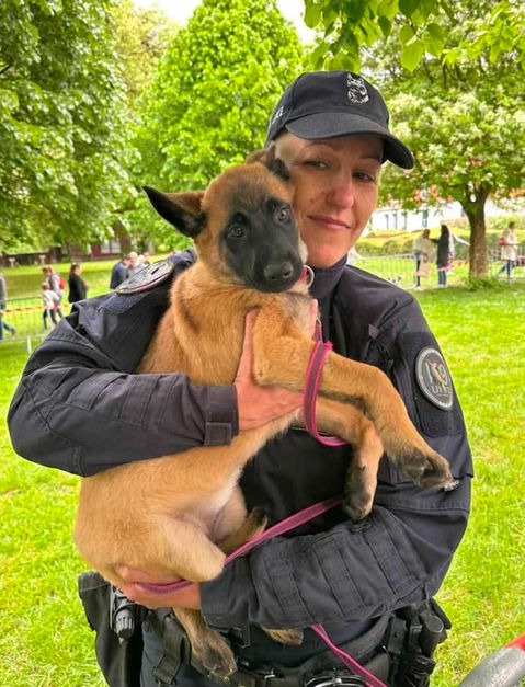 formation de berger malinois