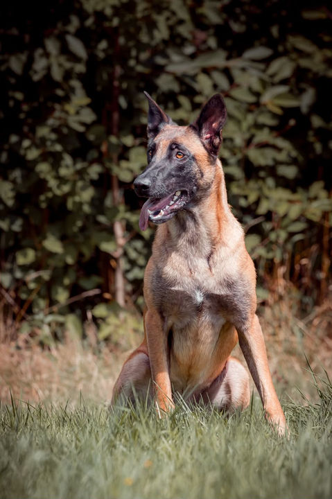 berger malinois