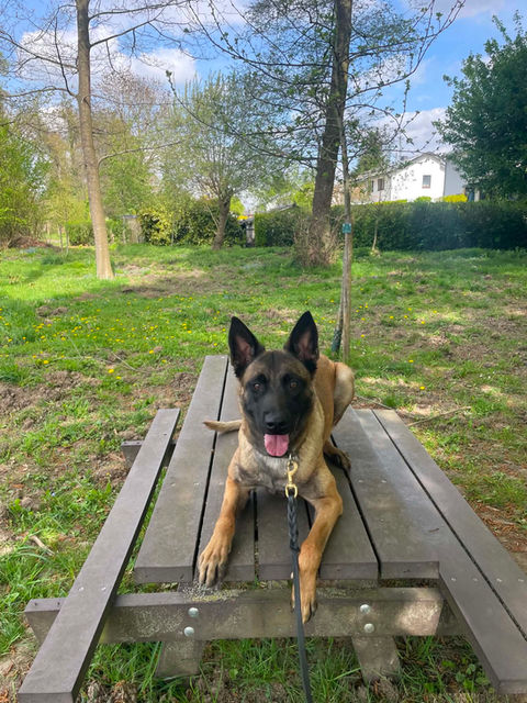 berger malinois
