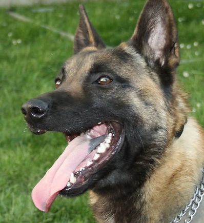 Chien Malinois