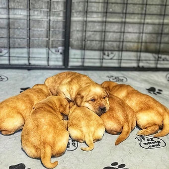 Walking into the whelping room and seein