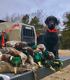 Happy Mallard Monday from Yeti.jpg