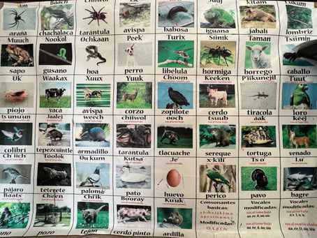 Morning classes with @movida_maya