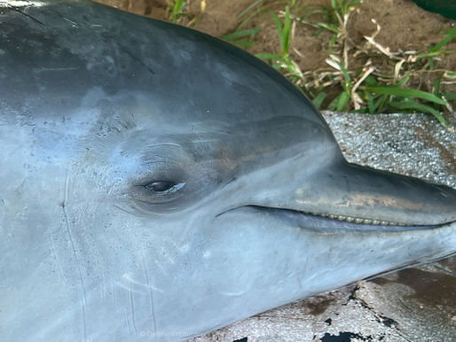Bottlenose Dolphin Stranding