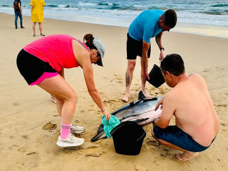 Successful Refloat of a Striped Dolphin in Ponta do Ouro, Maputo National Park