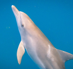 050325 O620 0057 YSAM LESION FLANK DCA_edited.jpg