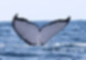 140817 1206 HBW'S FLUKE DCA 039_edited.jpg