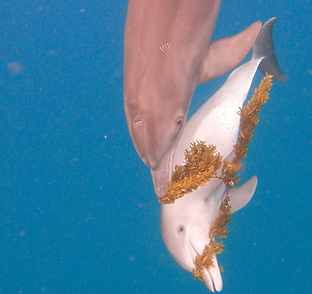 070425 0644 0048 seagrass DCA.png