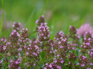 Die Pflanze Zitronenthymian mit Blüten