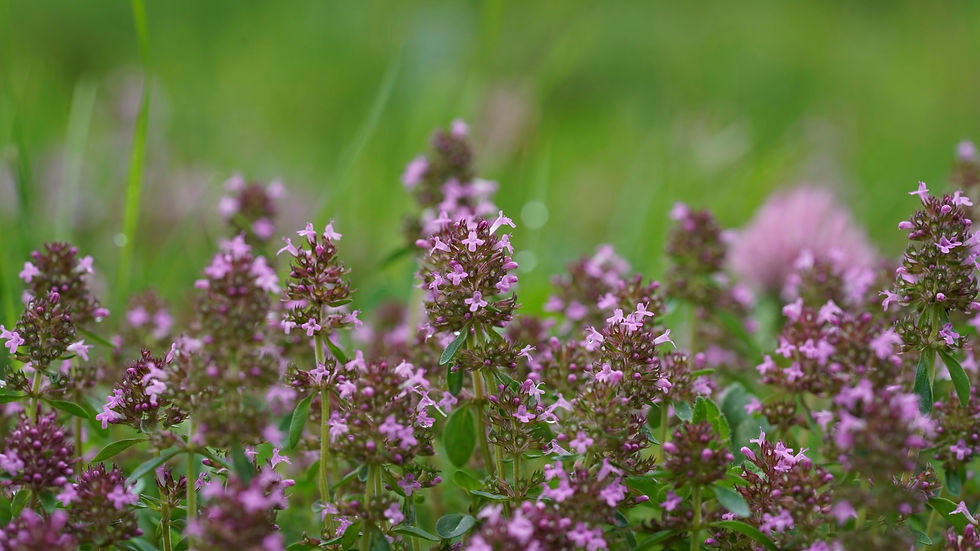 Die Pflanze Zitronenthymian mit Blüten