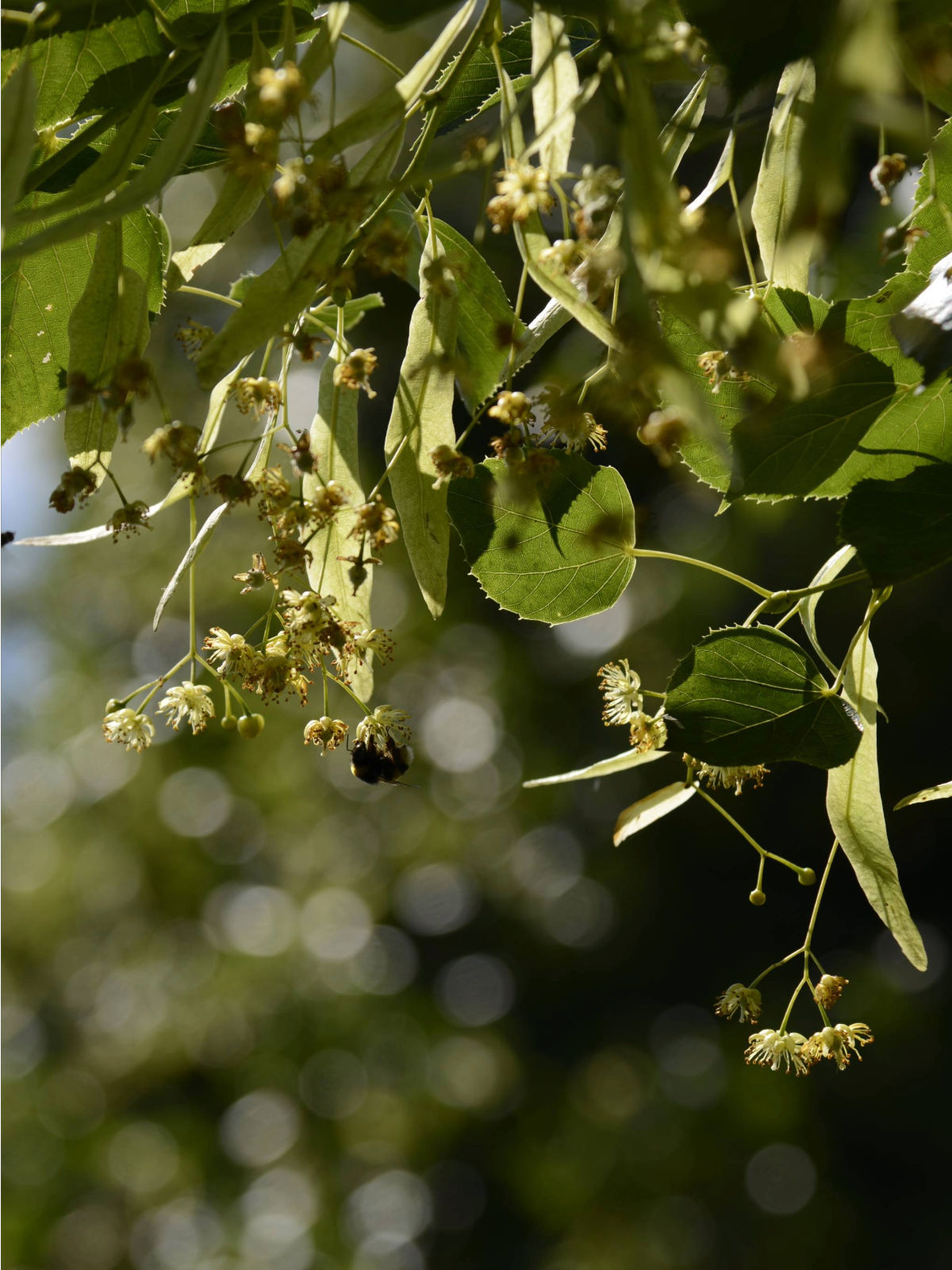 Baum_Linde_Lindenblüten