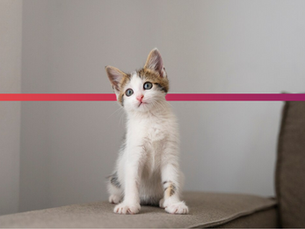 O direito dos animais e o caso das experimentações científicas.