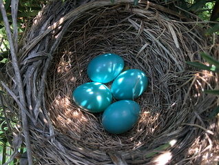 Robyn’s Gift: A Mother's Treasure Trove of Lessons