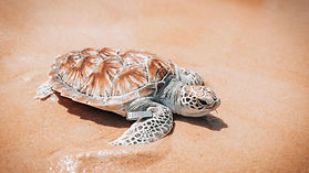 jw-hktjw-sea-turtles-release-3-37346-Wide-Hor.jpeg