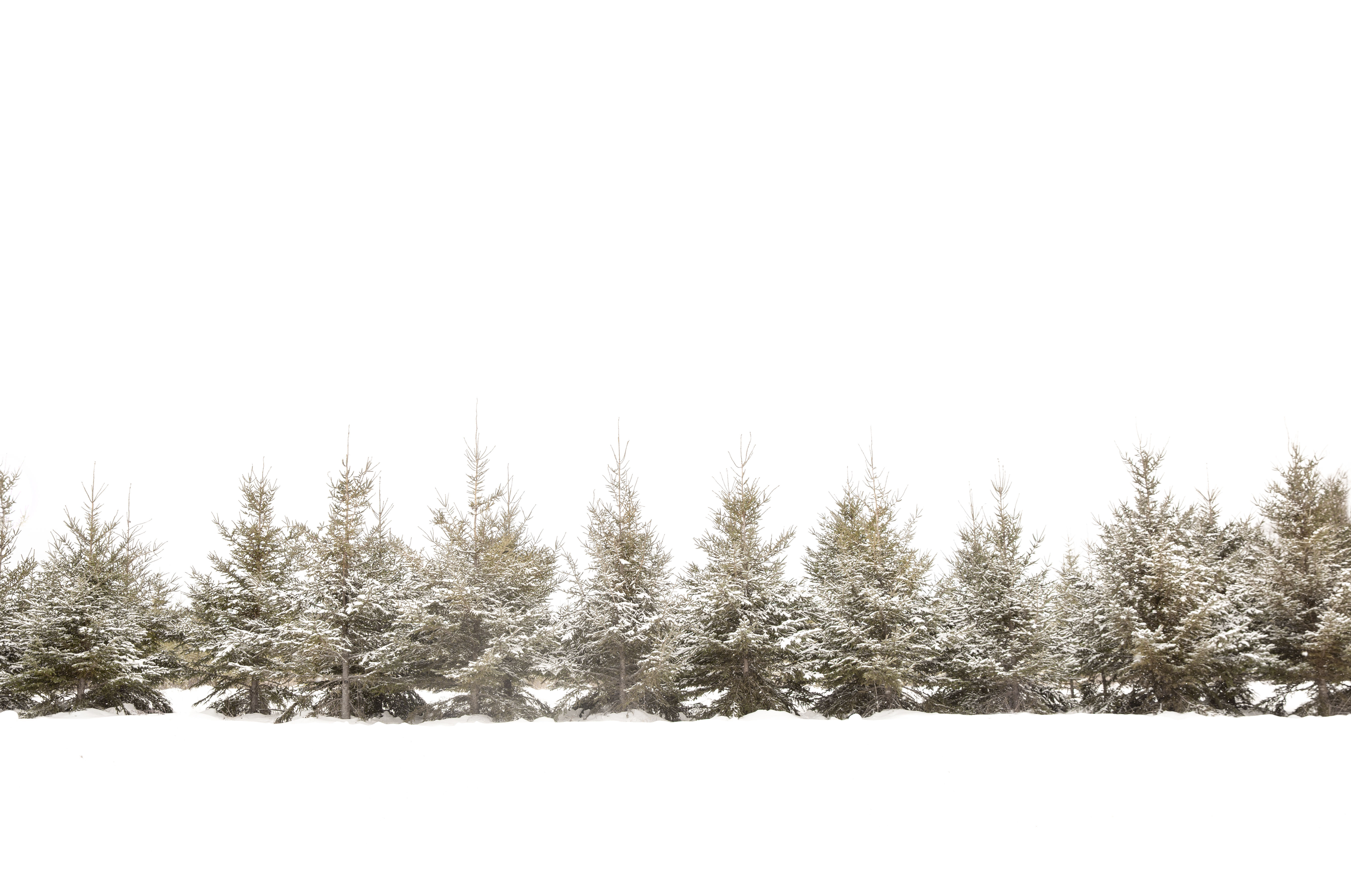Sapin de Noel