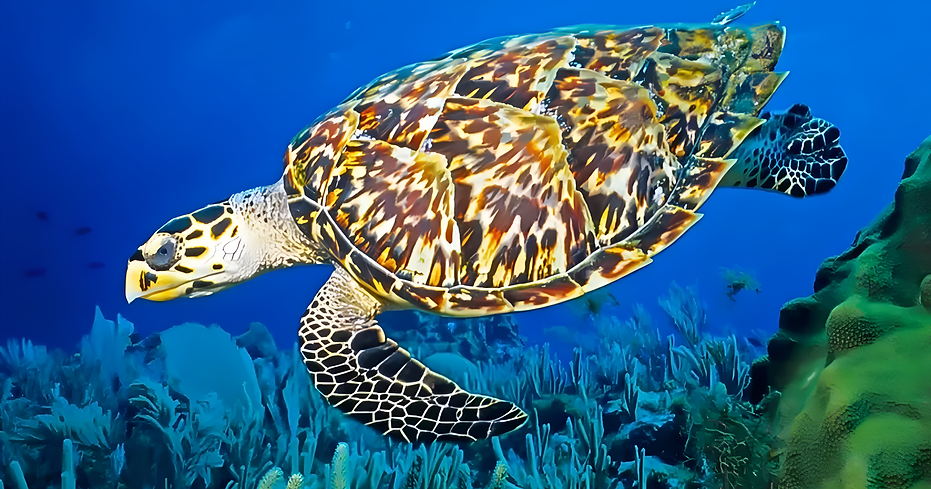 Underwater life living creatures in Hormuz Island, Iran