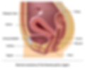 Urogynecology