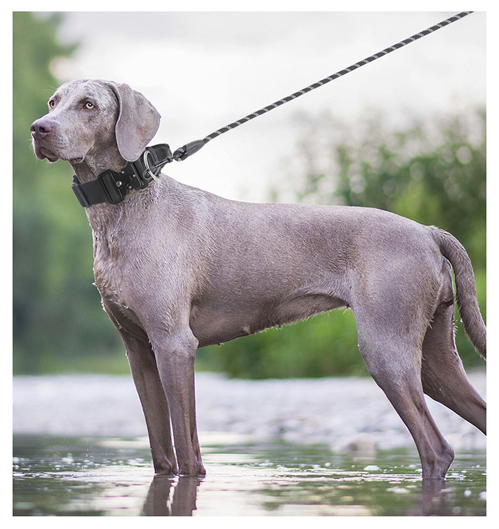 Thumbnail: Tactical Dog Collar