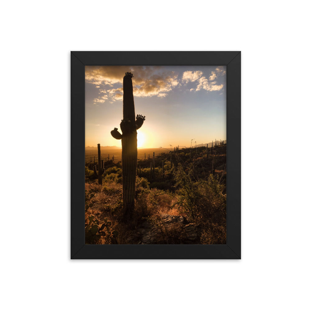 Saguaro in the Sun