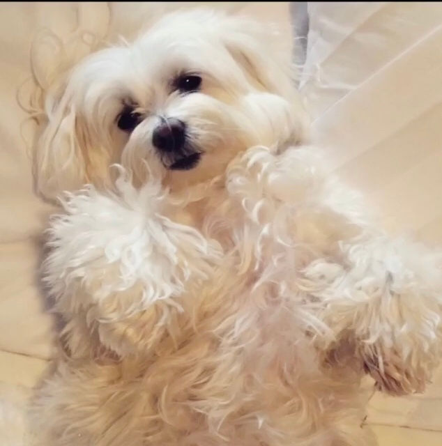 About Best Friends Pet Grooming Salon