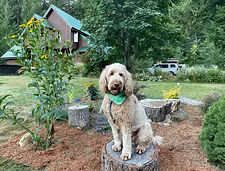 Pet paradise.jpg