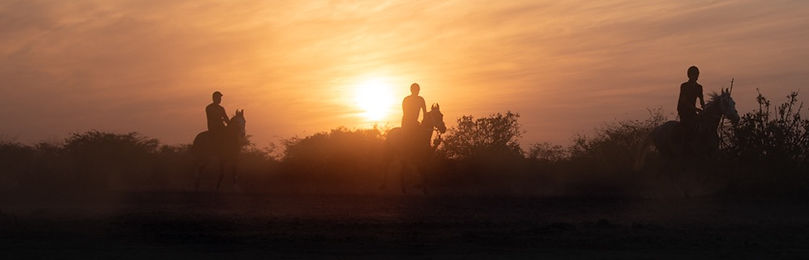 Joan Miller Photography | Horses | India
