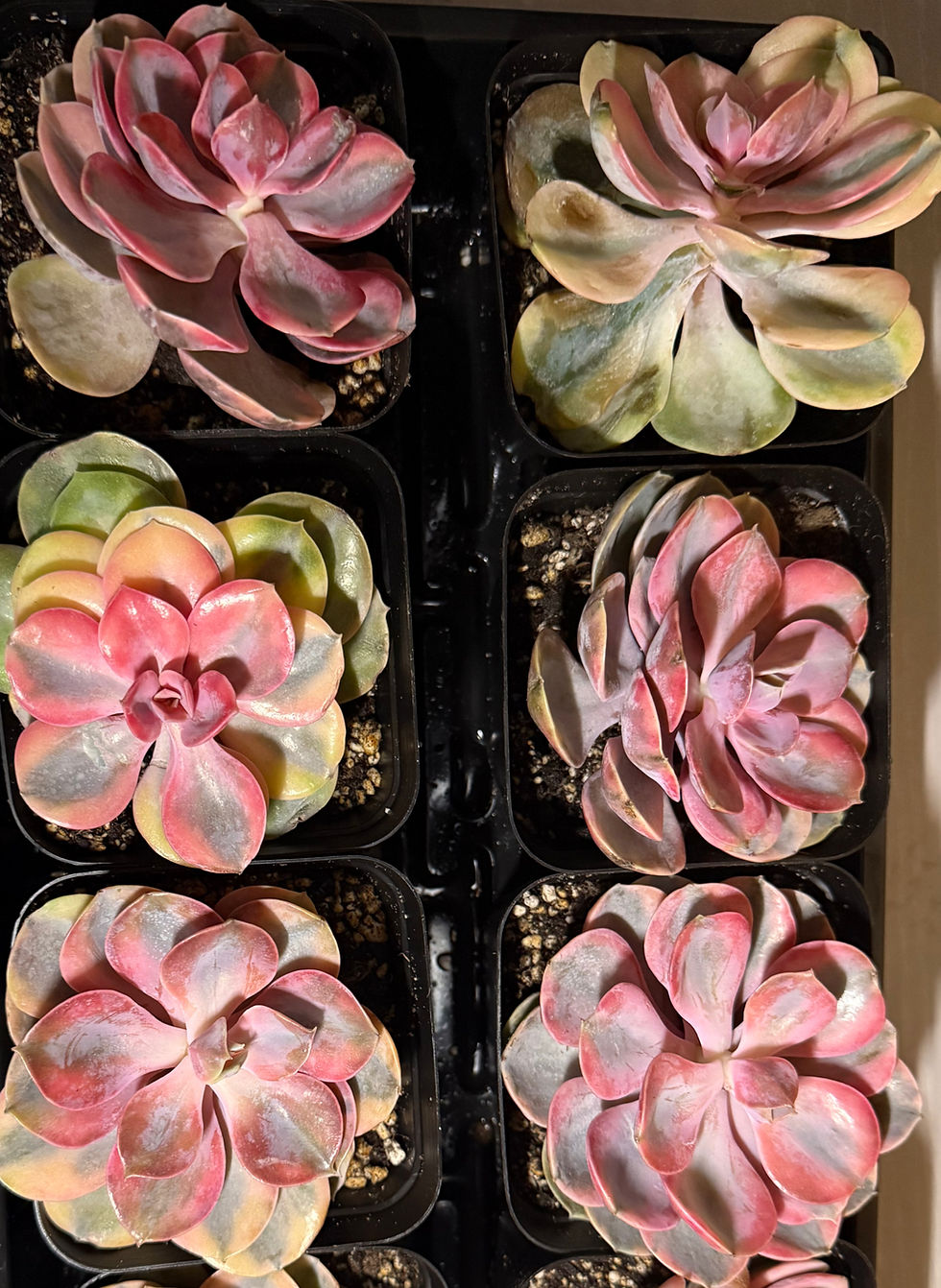 Thumbnail: Echeveria Rainbow Elegans