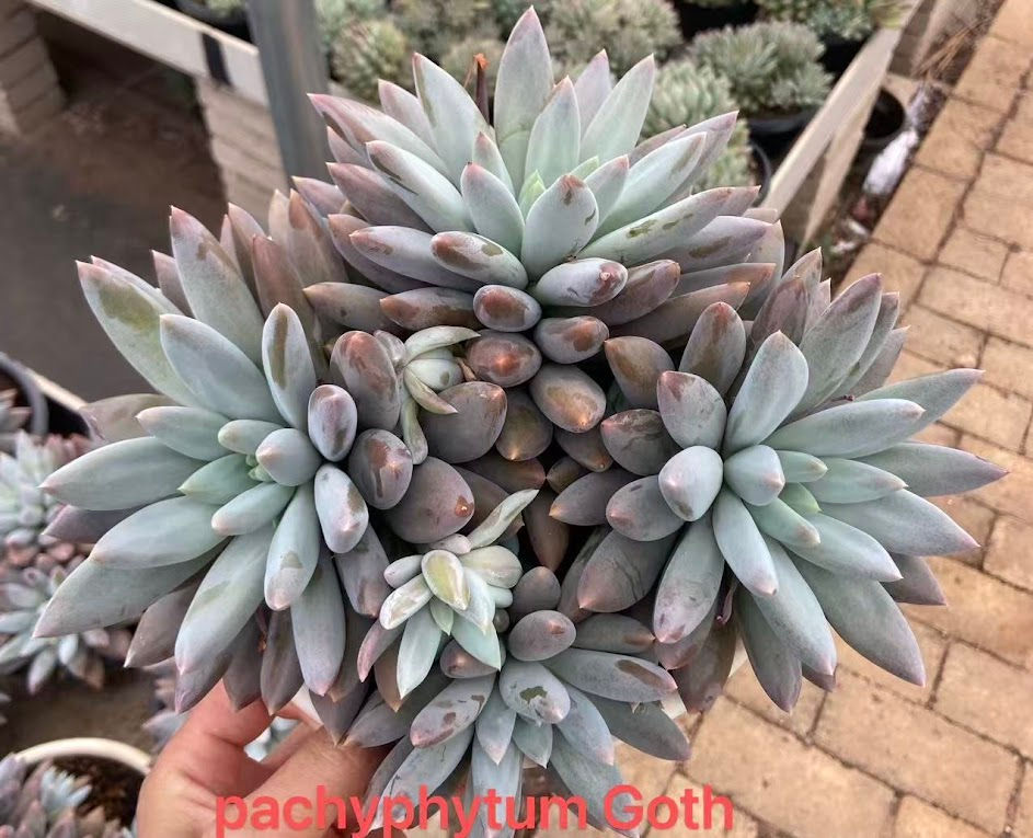 pachyphytum goth cluster