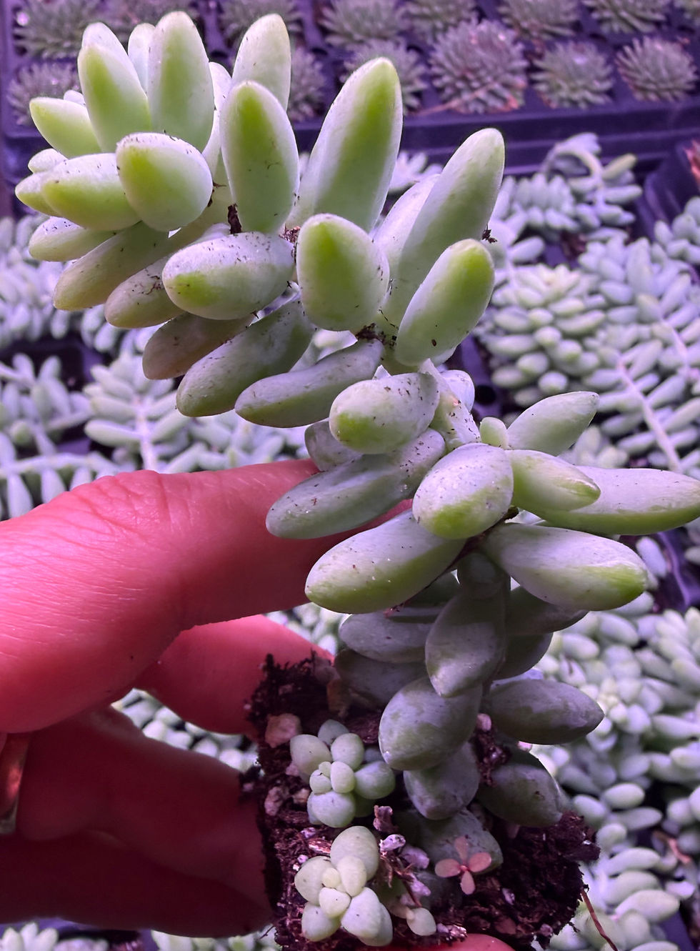 Sedum Morganium "Burrito" aka Donkey Tail