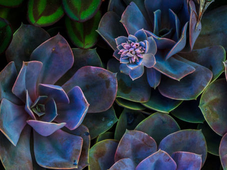 echeveria succulent