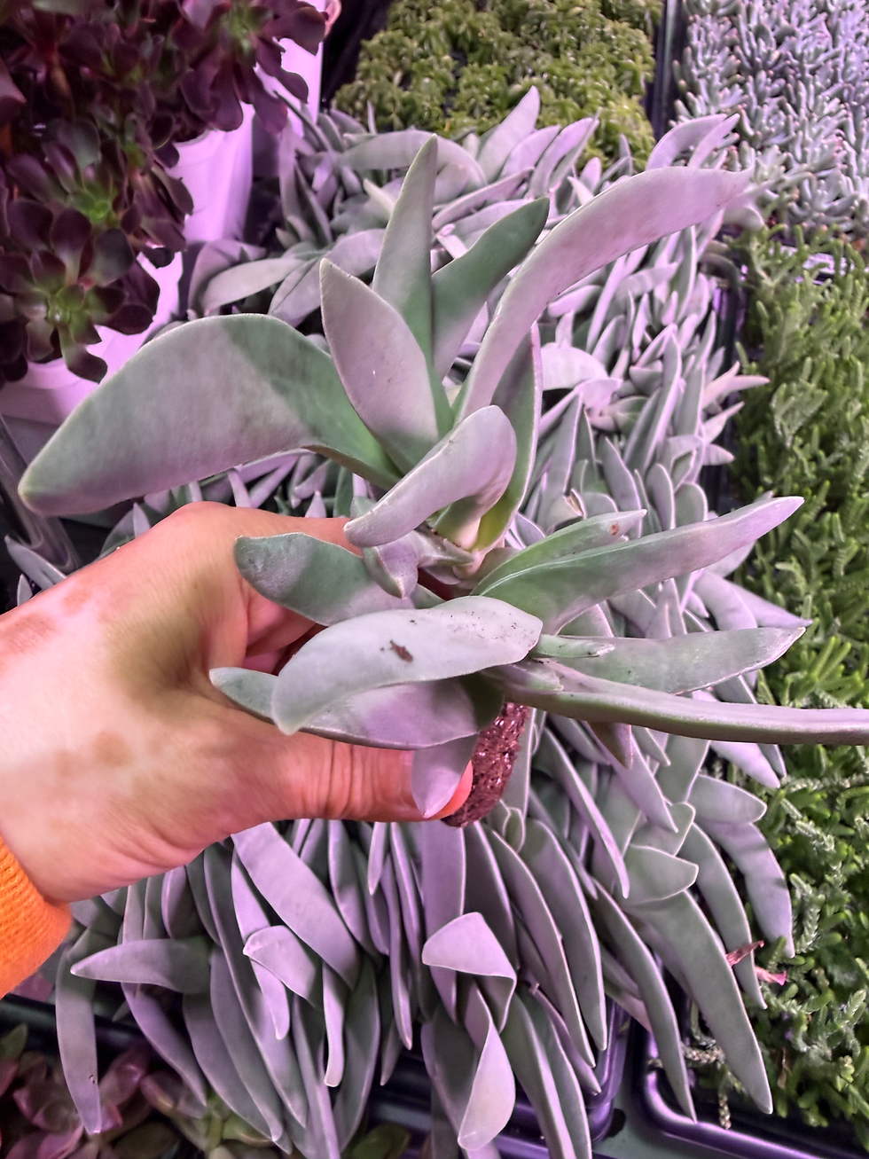 Crassula Fulcata Propeller