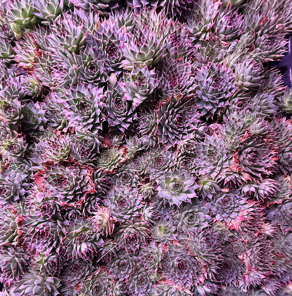 Thumbnail: Sempervivum "Mrs. Giuseppi"