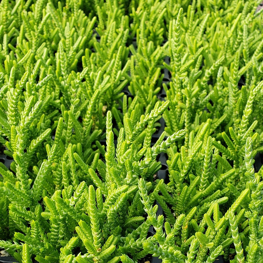 Thumbnail: Crassula Lycopodioides "Watch Chain"