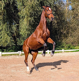 a4a086ea-4fe7-4370-8257-7ac518c3d918_edi