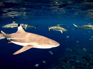 Proposal to ban shark fin sale revived 