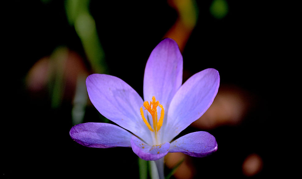 Crocus 1.jpg