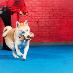 How long to fix my dog? The LECA Training Philosophy.