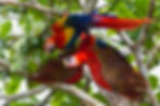 Scarlet Macaw in Love (1 of 1)