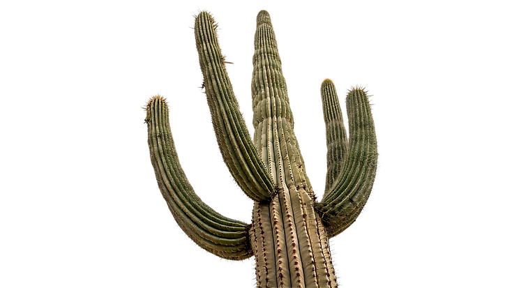 AdobeStock_2148144539.png