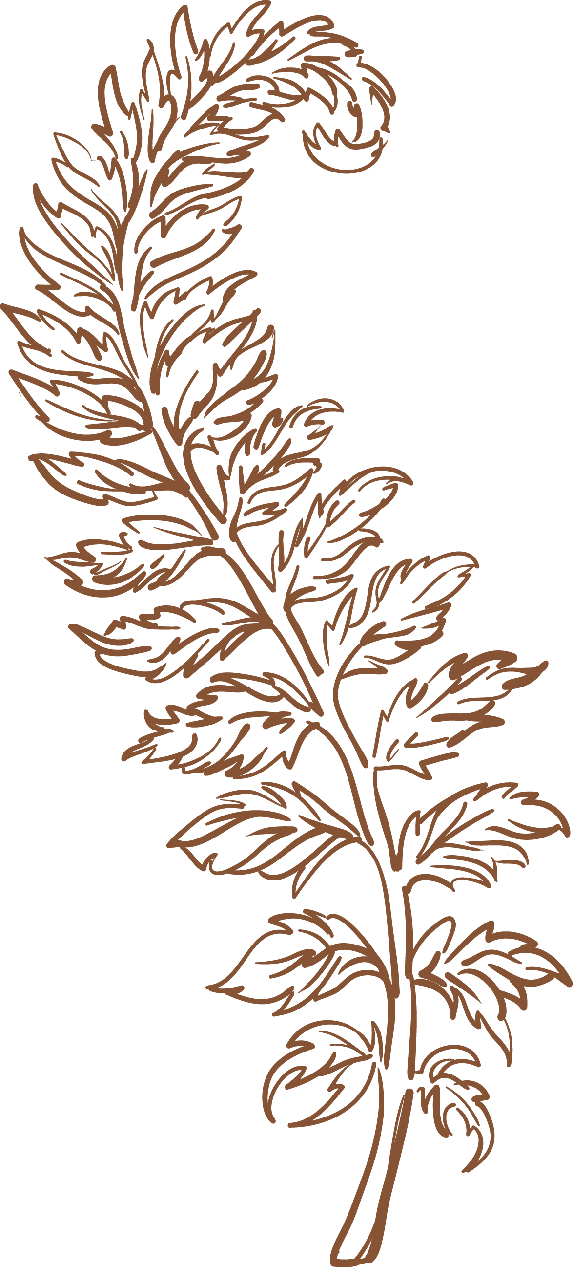 fern.png