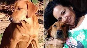 CÃO FOGE DE LAR SUBSTITUTO E ANDA 40 KM PARA REENCONTRA A DONA